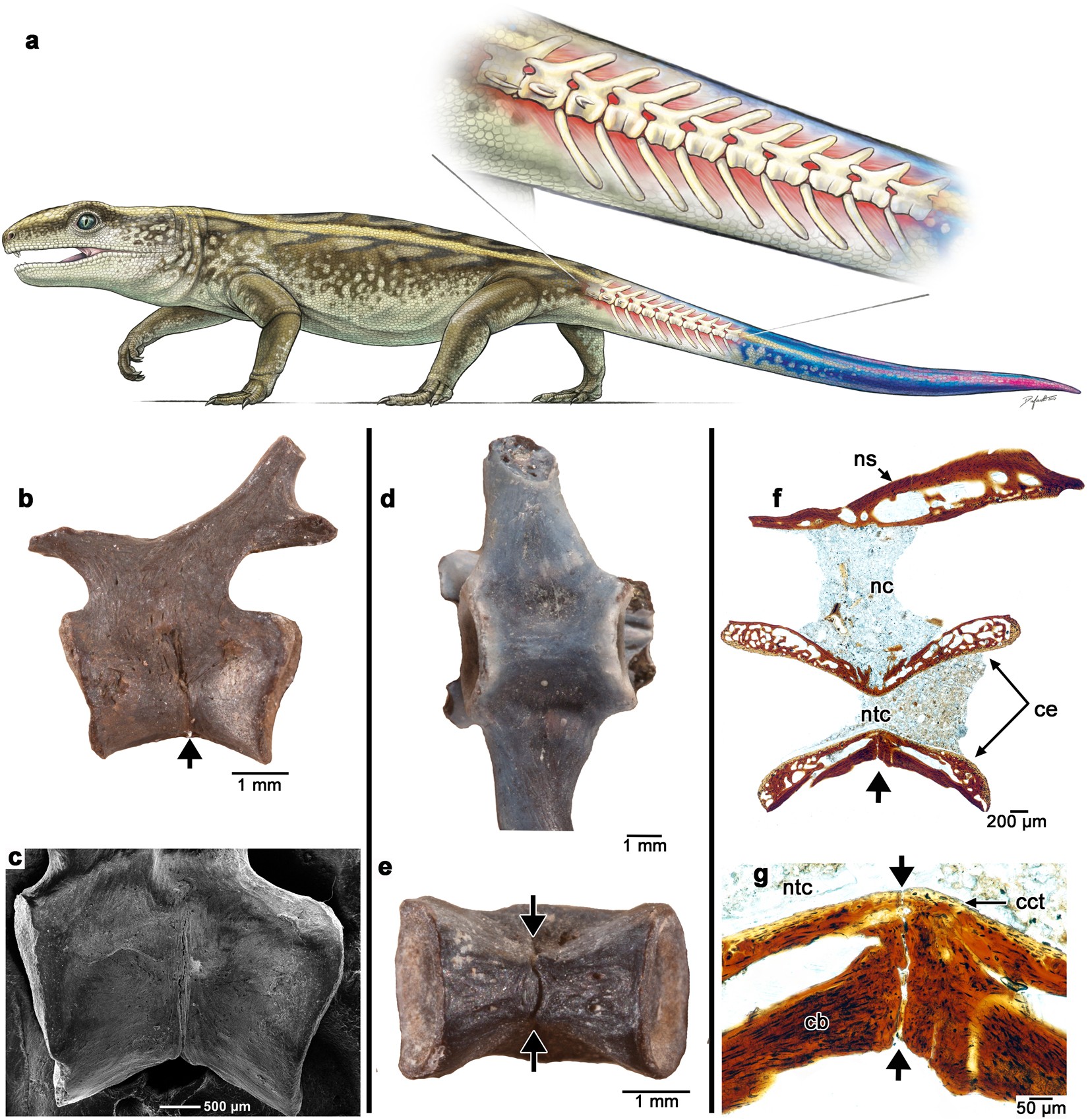 lizard external anatomy