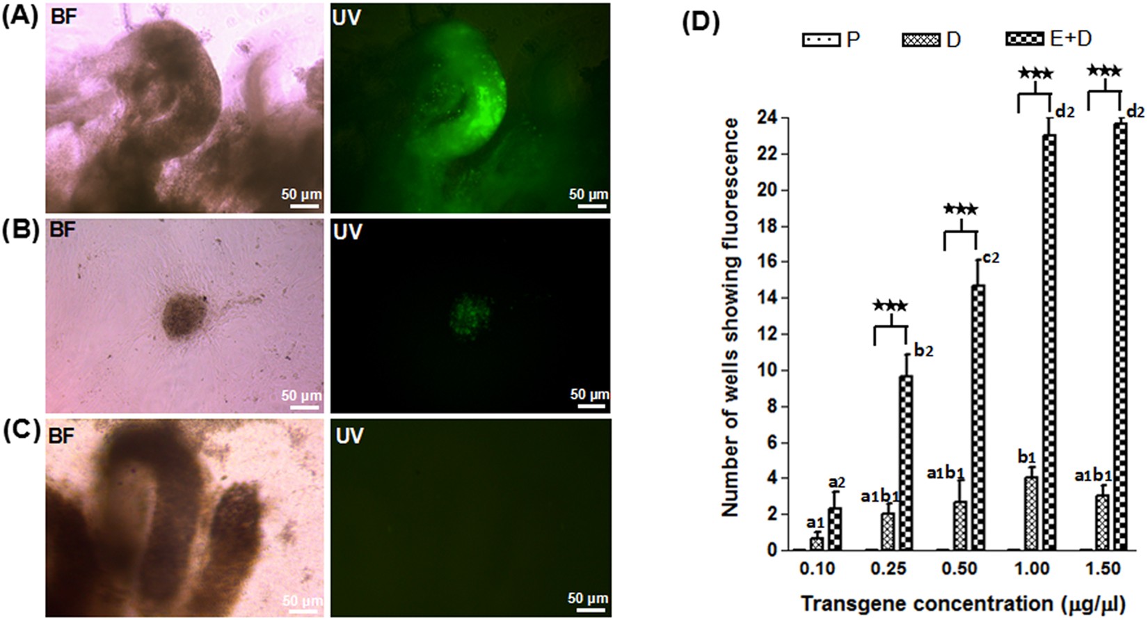 Intratesticular injection followed by electroporation allows gene transfer in caprine spermatogenic cells | Scientific Reports Intratesticular injection followed by electroporation allows gene transfer in caprine spermatogenic cells | Scientific Reports