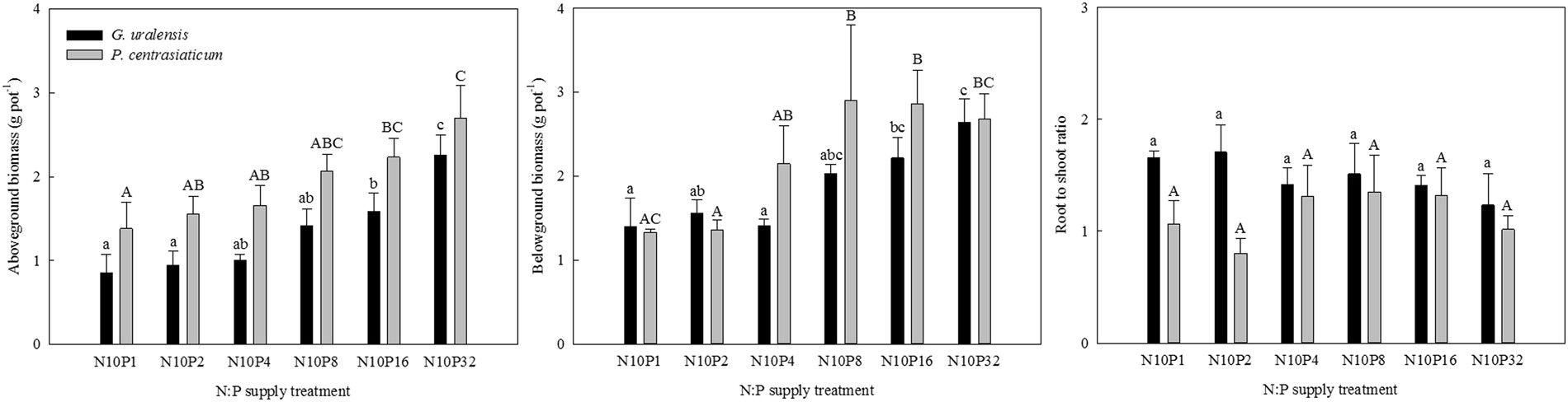 Phosphorus Addition Changes Belowground Biomass And C N P Stoichiometry Of Two Desert Steppe Plants Under Simulated N Deposition Scientific Reports