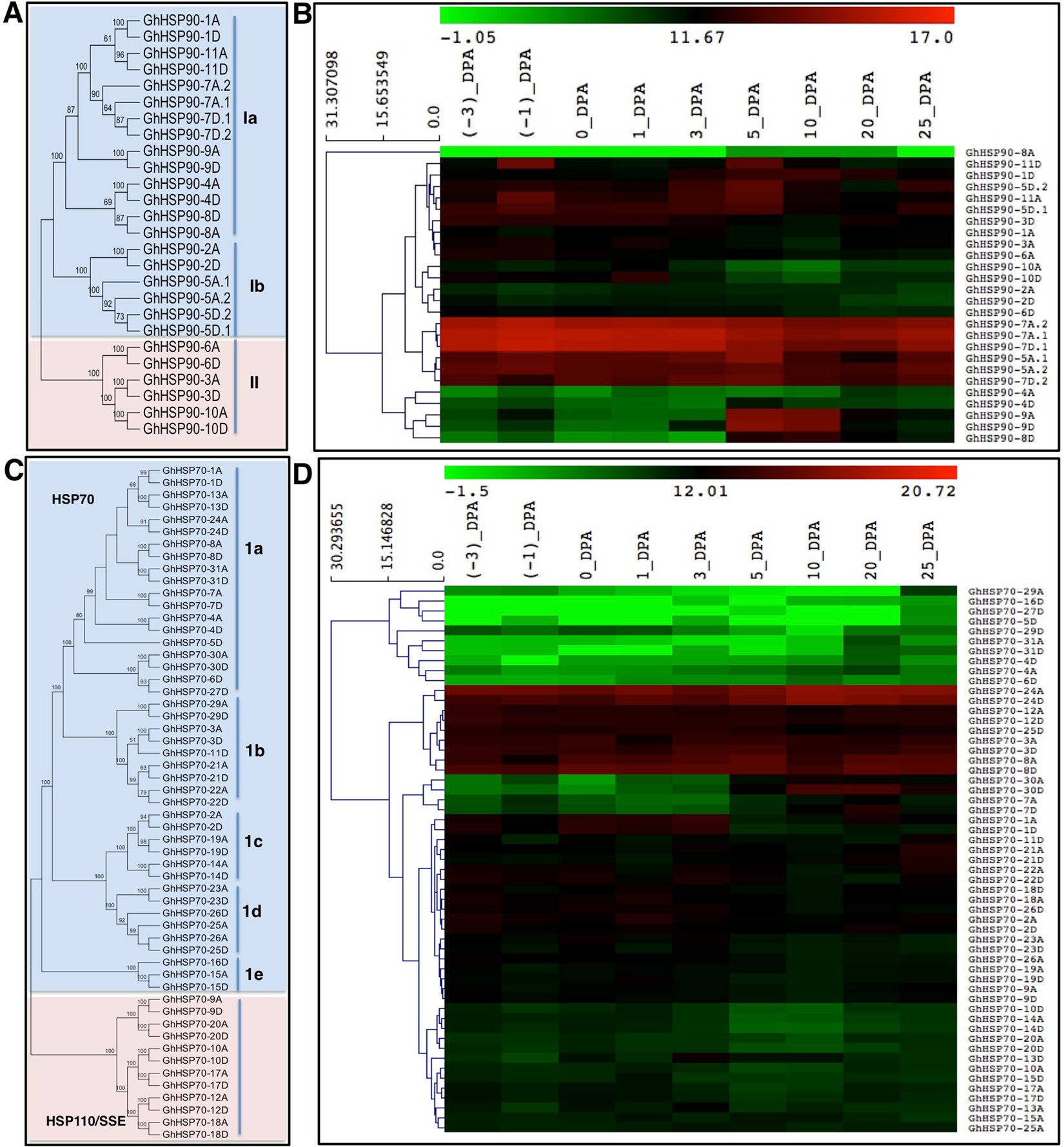 Inhibition of Heat Shock proteins HSP90 and HSP70 induce oxidative stress,  suppressing cotton fiber development | Scientific Reports