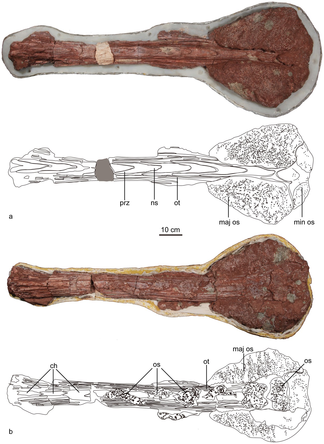 Figure 6 of Zheng et al. (2018): Ankylosauria/Ankylosaurinae cladogram with Pinacosaurus in the Asian clade and Jinyunpelta as the most basal ankylosaurine.