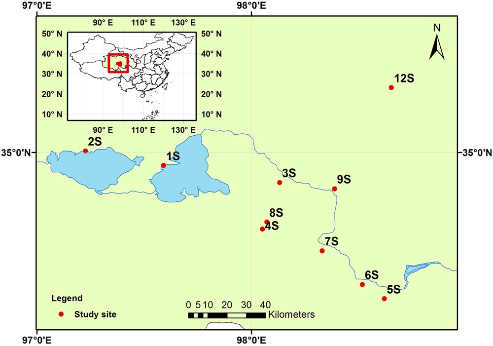 Mycorrhizas across scales: a journey between genomics, global