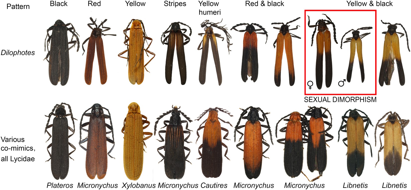 Phylogeny and evolution of Müllerian mimicry in aposematic Dilophotes:  evidence for advergence and size-constraints in evolution of mimetic sexual  dimorphism | Scientific Reports