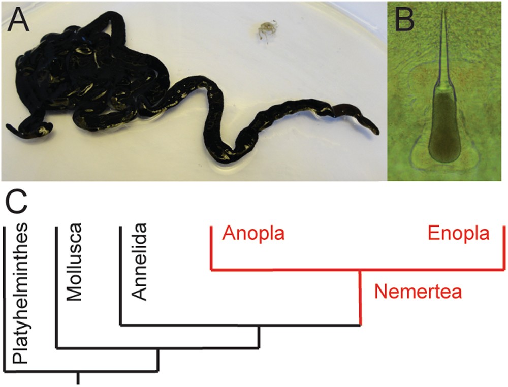 Peptide ion channel toxins from the bootlace worm, the longest animal on  Earth | Scientific Reports