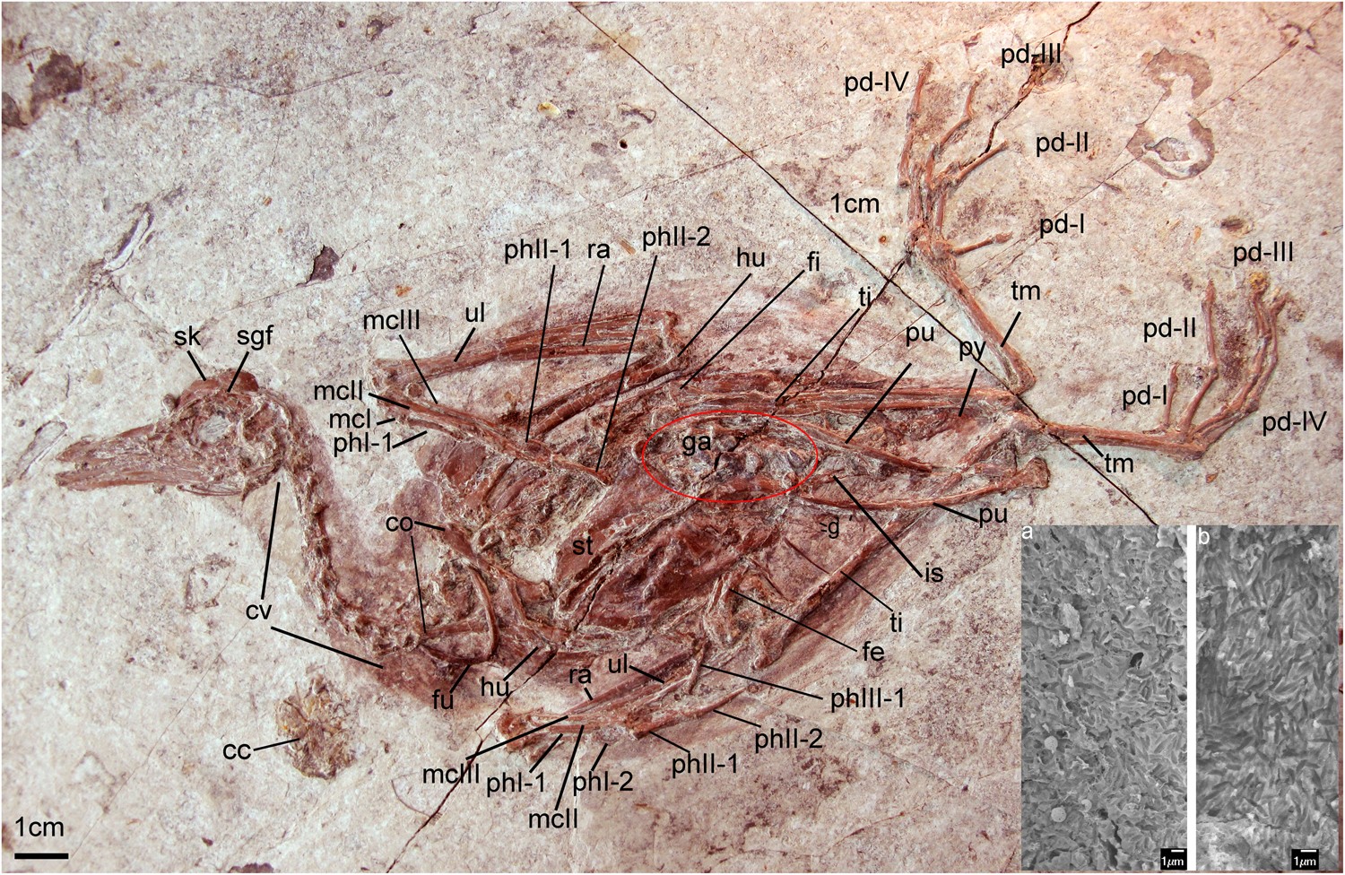 the earliest evidence for