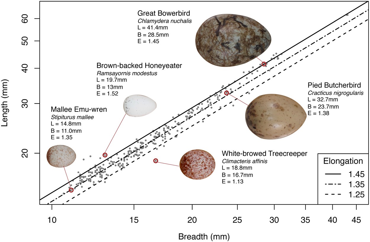 Variation in avian egg shape and nest structure is explained by