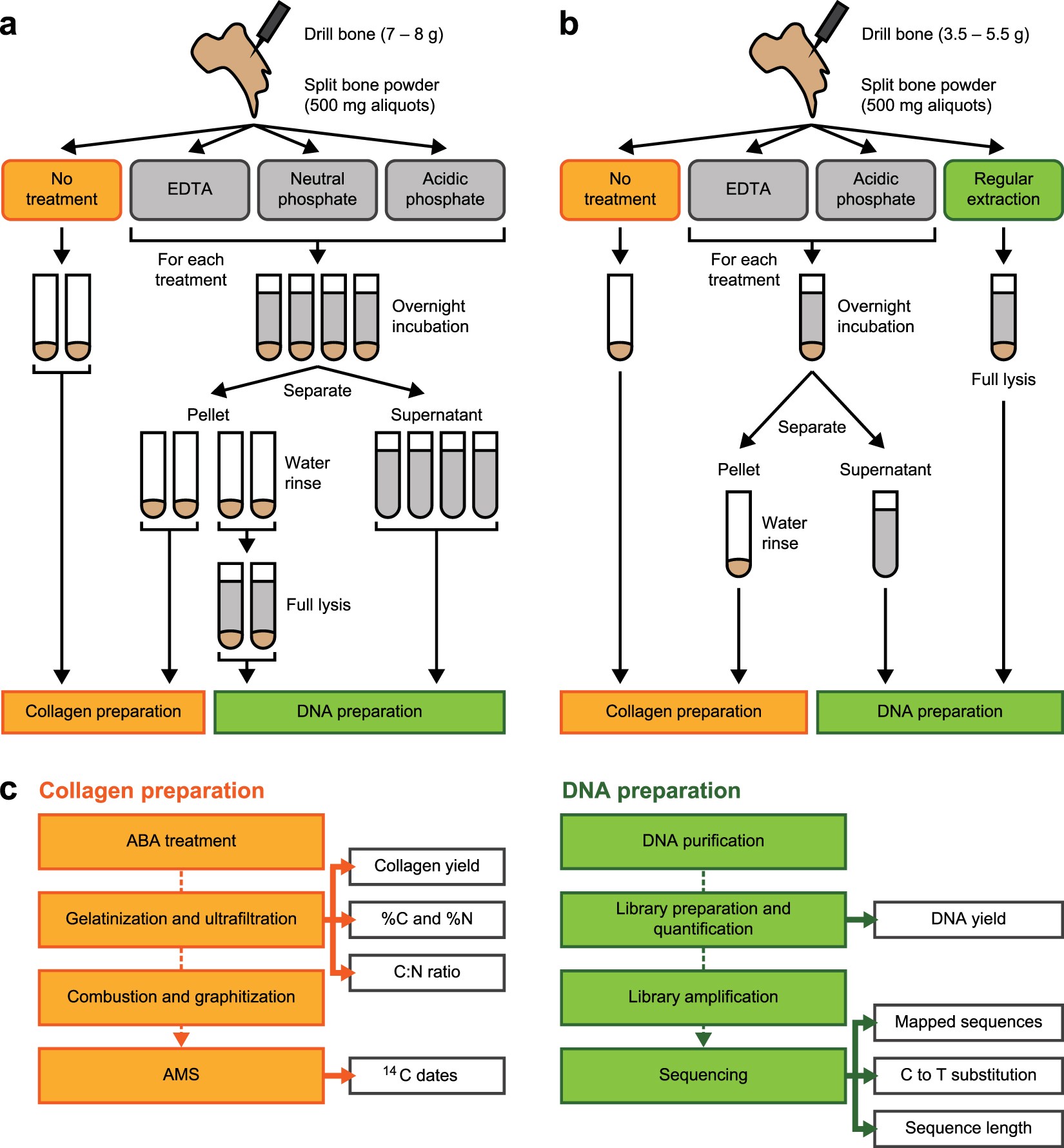 A combined method for DNA analysis and radiocarbon dating from a single  sample | Scientific Reports