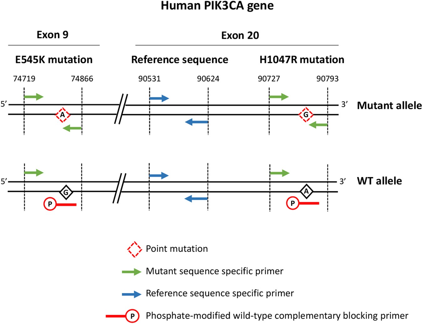 A simple and robust real-time qPCR method for the detection of PIK3CA  mutations | Scientific Reports