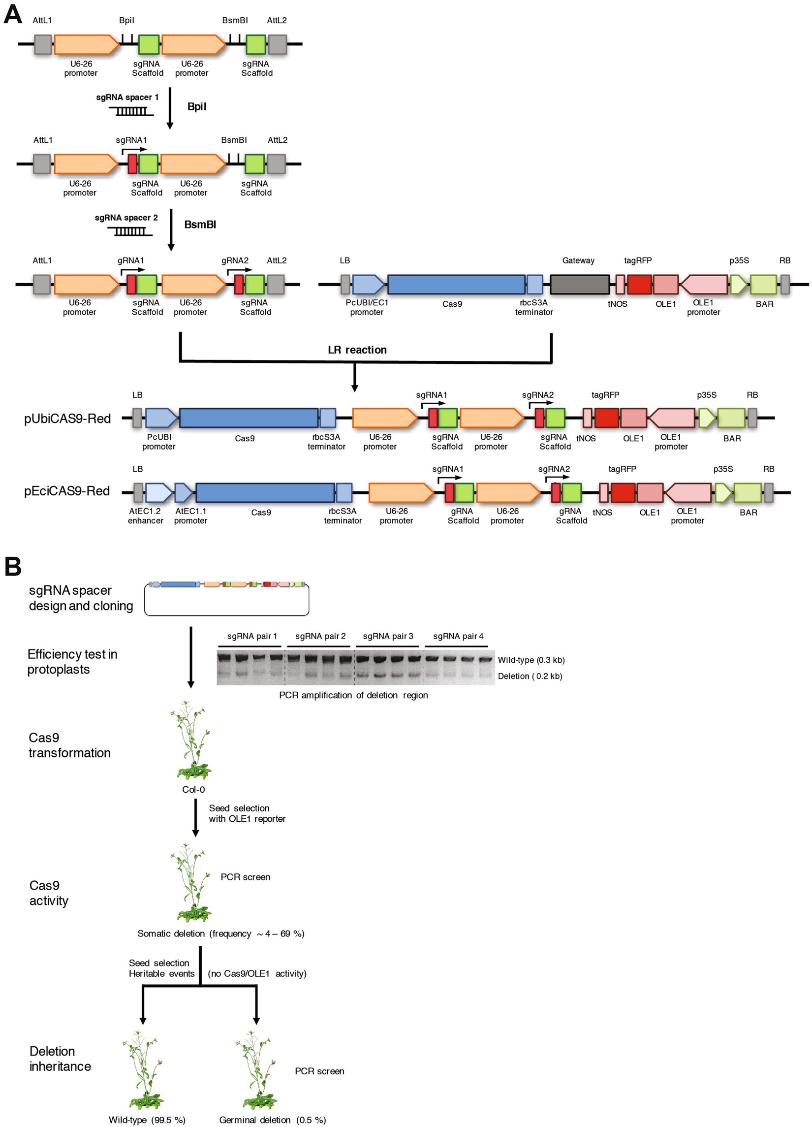Highly Efficient Heritable Targeted Deletions Of Gene Clusters And Non Coding Regulatory Regions In Arabidopsis Using Crispr Cas9 Scientific Reports