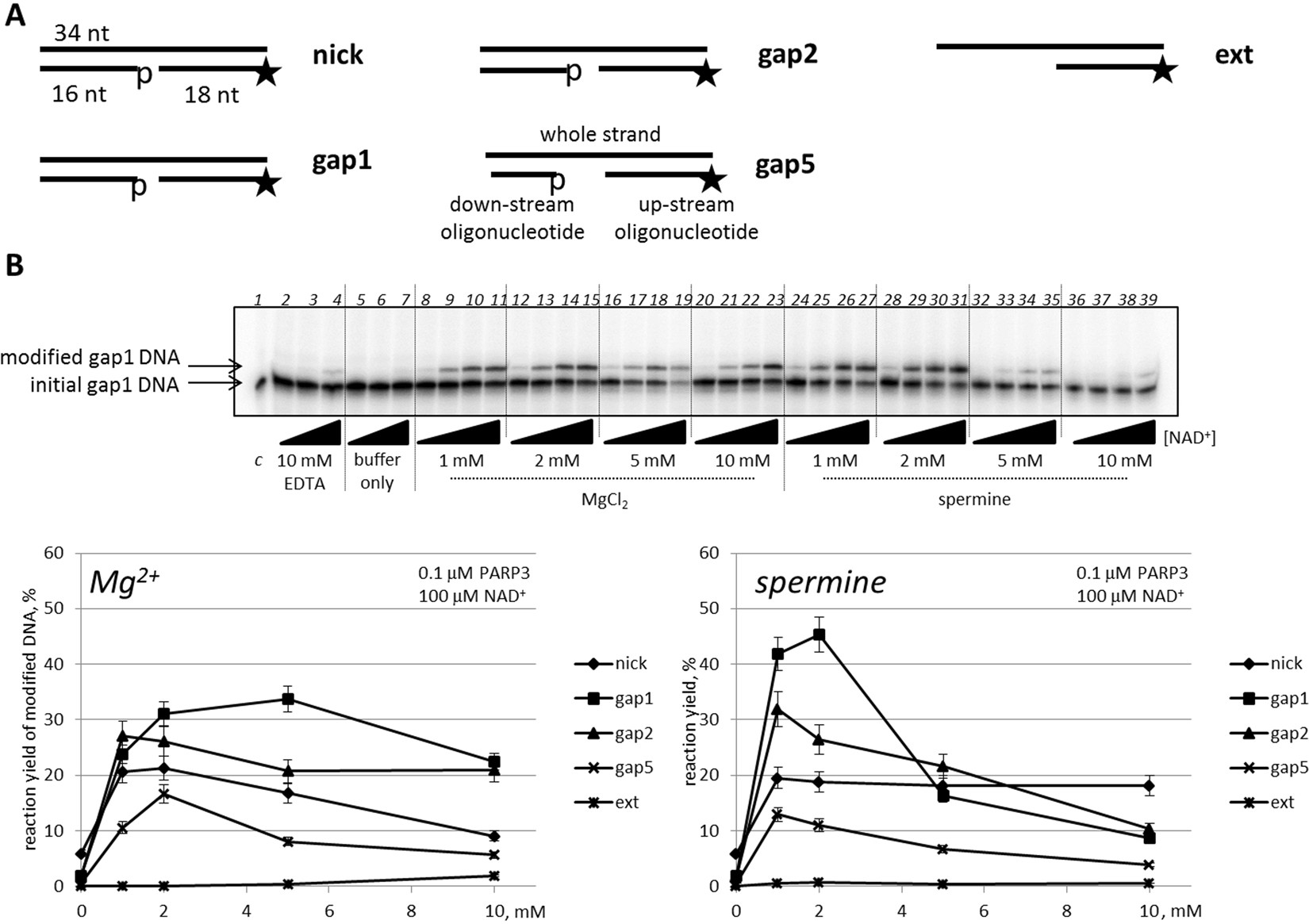 Dna Is A New Target Of Parp3 Scientific Reports Dna Is A New Target Of Parp3 Scientific Reports