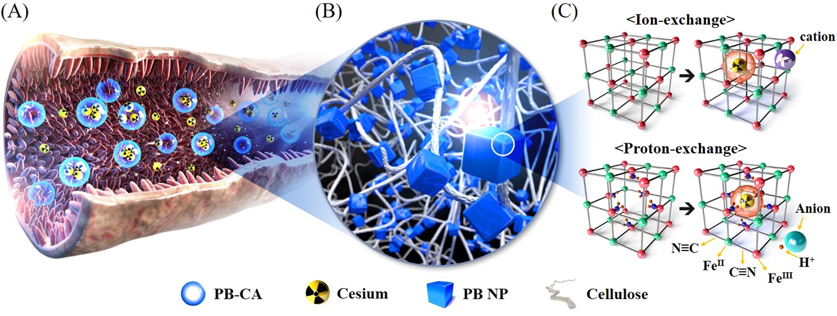 Porous 3D Prussian blue/cellulose aerogel as a decorporation agent for  removal of ingested cesium from the gastrointestinal tract | Scientific  Reports