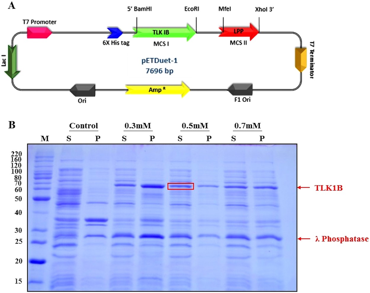 High Yield Bacterial Expression Purification And Characterisation Of Bioactive Human Tousled Like Kinase 1b Involved In Cancer Scientific Reports