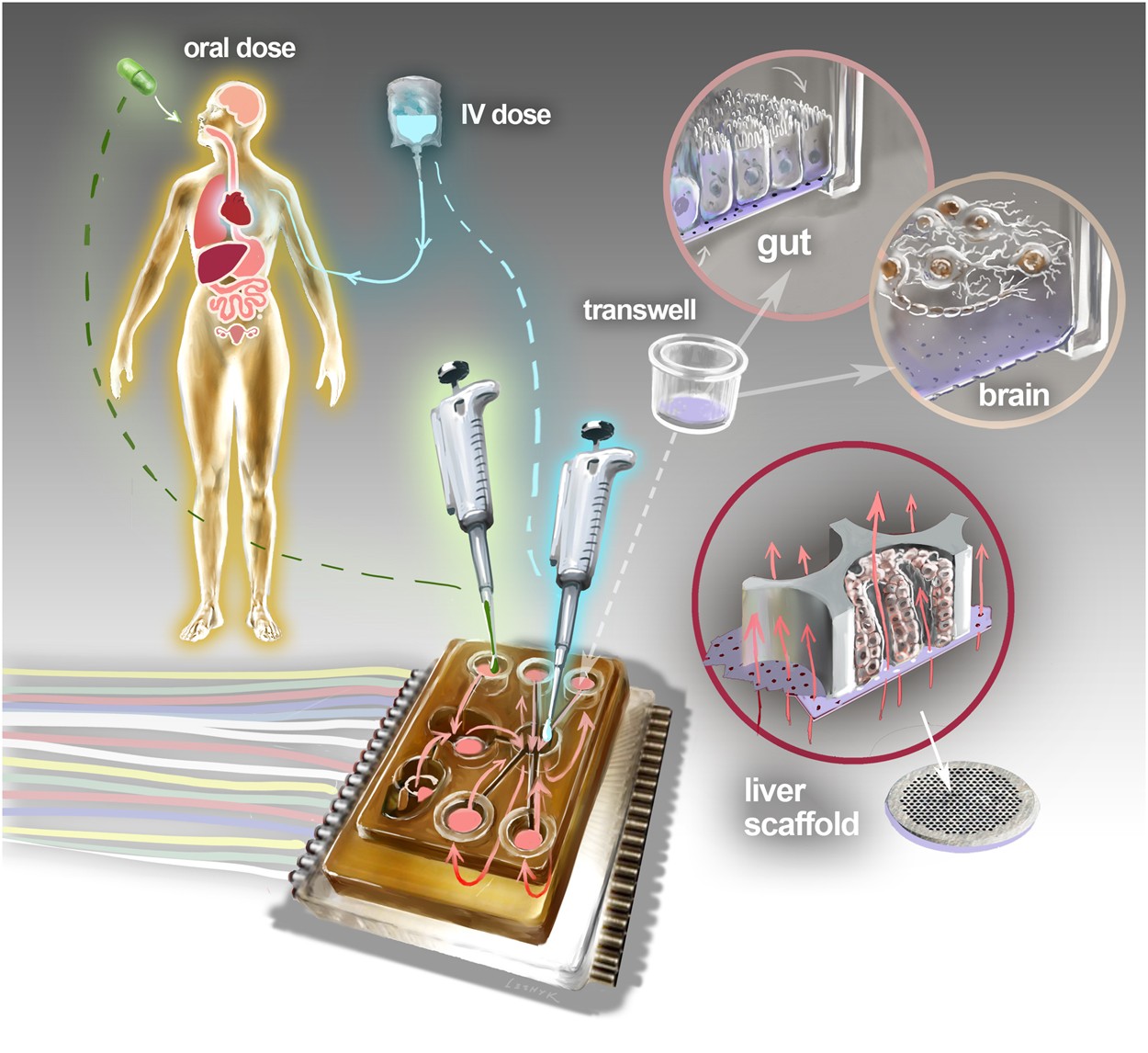 Interconnected Microphysiological Systems for Quantitative Biology and  Pharmacology Studies | Scientific Reports
