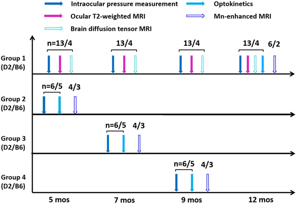 Brain Changes At Age 6 Or 12 Months May >> Age Related Changes In Eye Brain And Visuomotor Behavior In The Dba Brain Changes At Age 6 Or 12 Months May >> Age Related Changes In Eye Brain And Visuomotor Behavior In The Dba