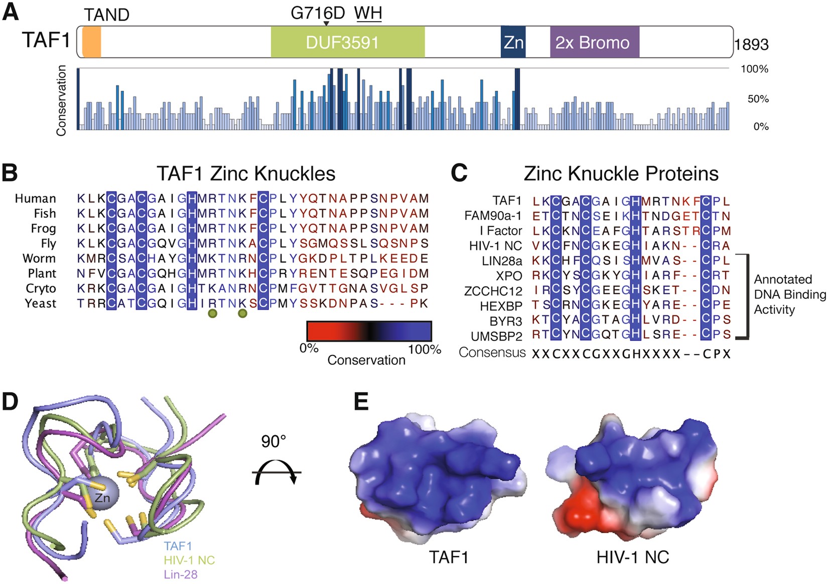 Zinc knuckle of TAF1 is a DNA binding module critical for TFIID 