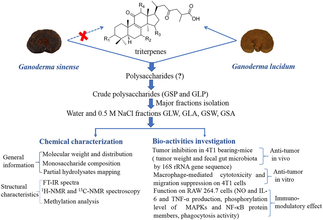 Comprehensive Comparison Of Polysaccharides From Ganoderma Lucidum And G Sinense Chemical Antitumor Immunomodulating And Gut Microbiota Modulatory Properties Scientific Reports Comprehensive Comparison Of Polysaccharides From Ganoderma Lucidum And G Sinense Chemical Antitumor Immunomodulating And Gut Microbiota Modulatory Properties Scientific Reports