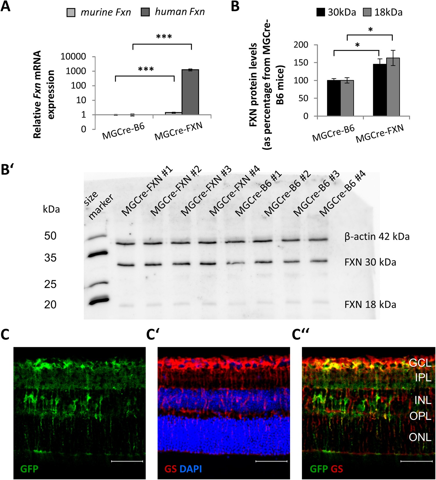 Frataxin overexpression in Müller cells protects retinal ganglion cells in  a mouse model of ischemia/reperfusion injury in vivo | Scientific Reports