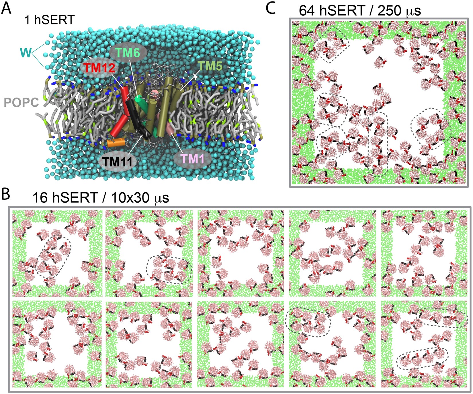 Dimer Interface Of The Human Serotonin Transporter And Effect Of