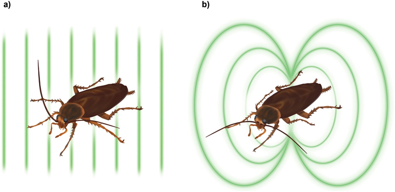 In-vivo biomagnetic characterisation of the American cockroach ...