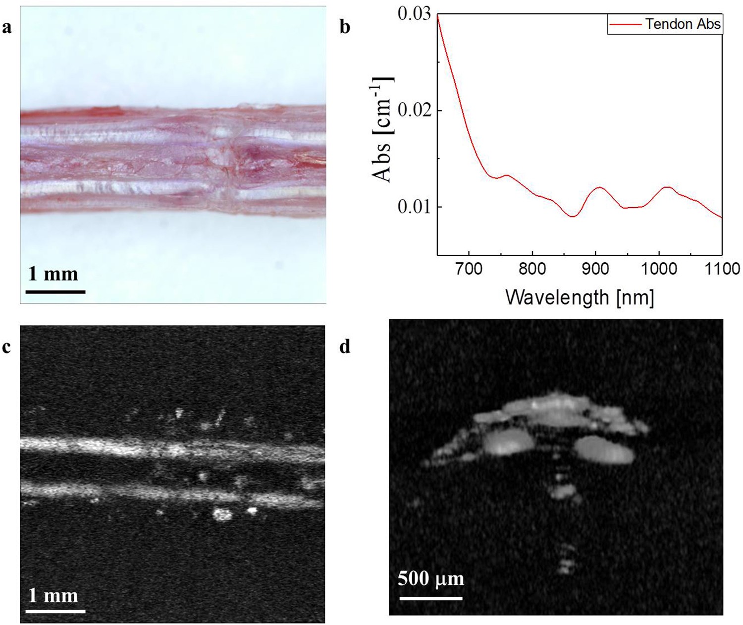 Label-free photoacoustic microscopy for in-vivo tendon imaging using a fiber-based pulse laser | Scientific Reports