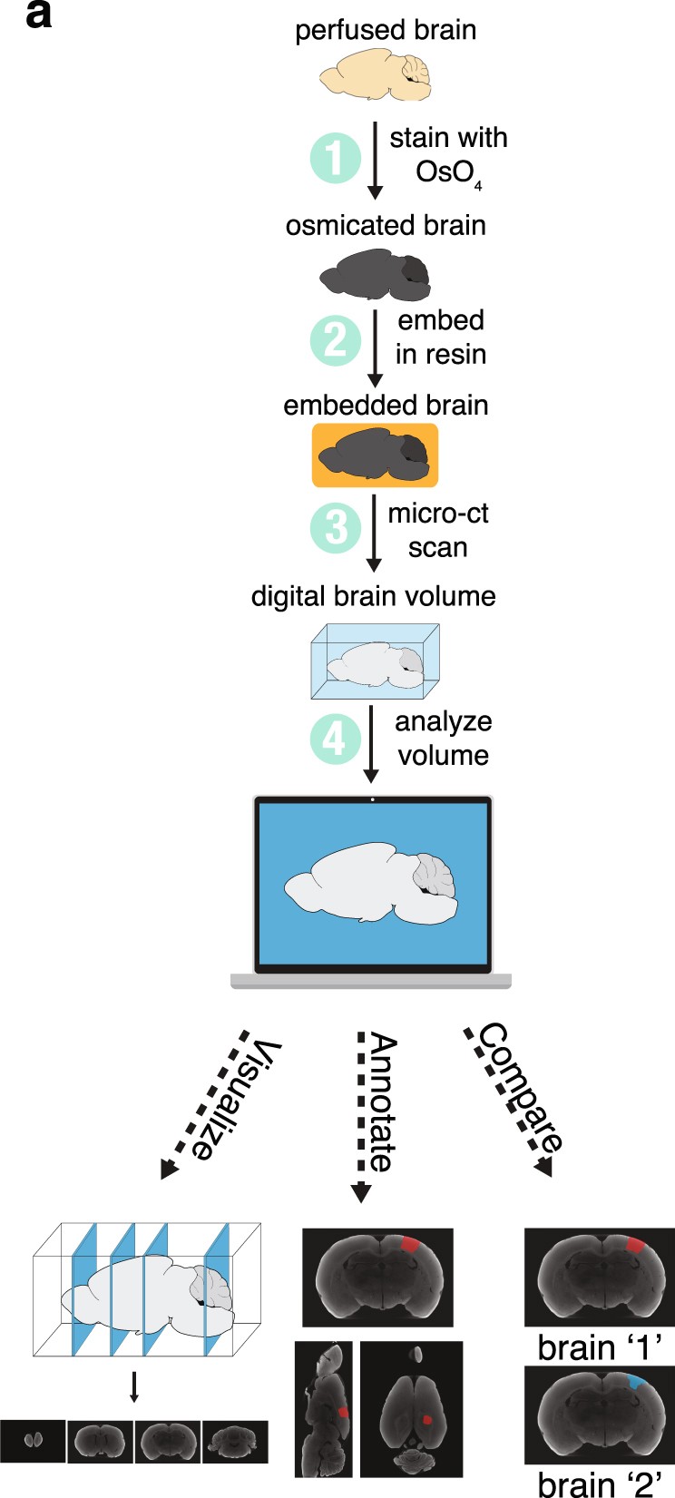 A Micro Ct Based Method For Quantitative Brain Lesion Characterization And Electrode Localization Scientific Reports