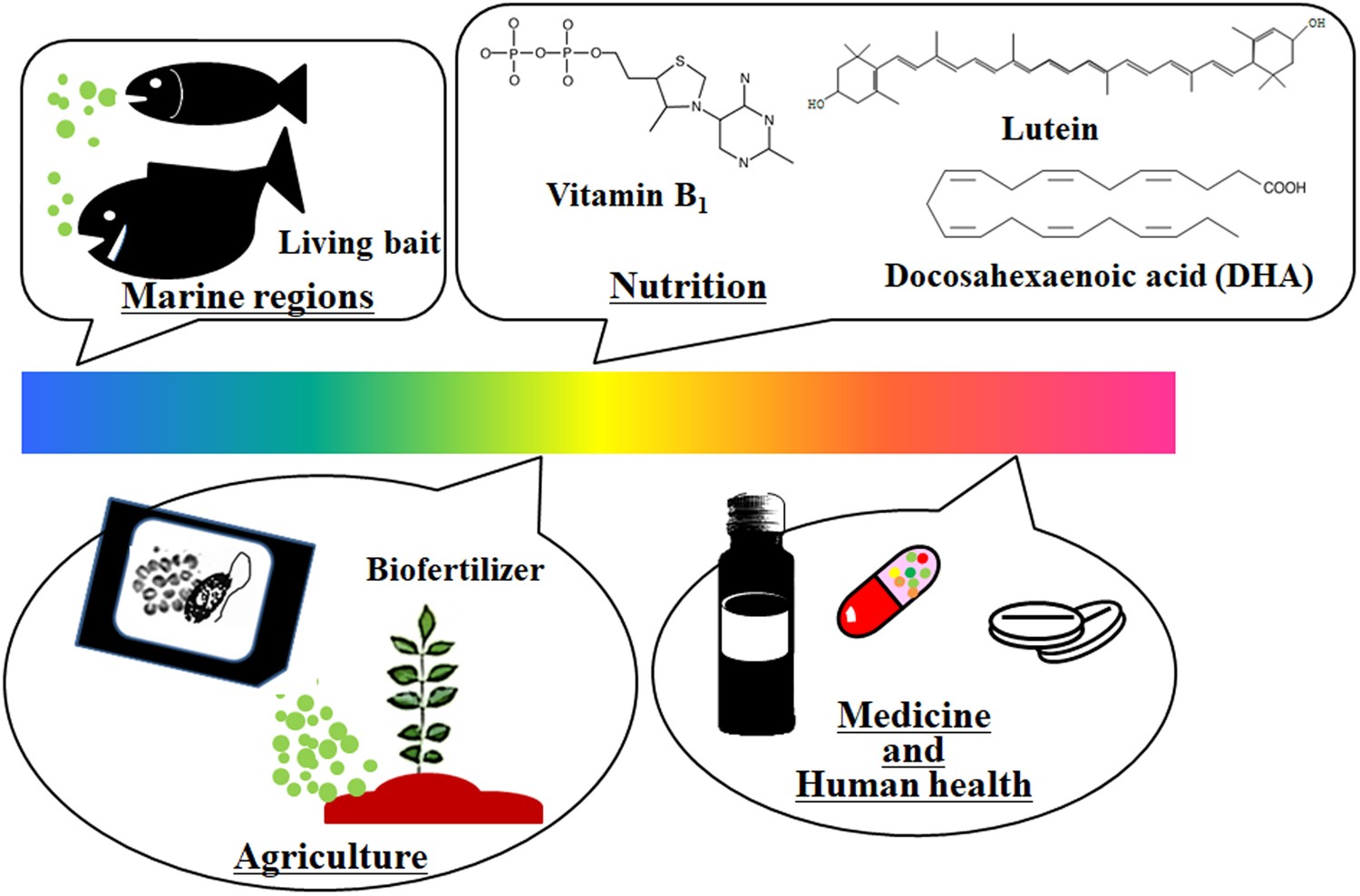 Applicability Of Automated Cell Counter With A Chlorophyll