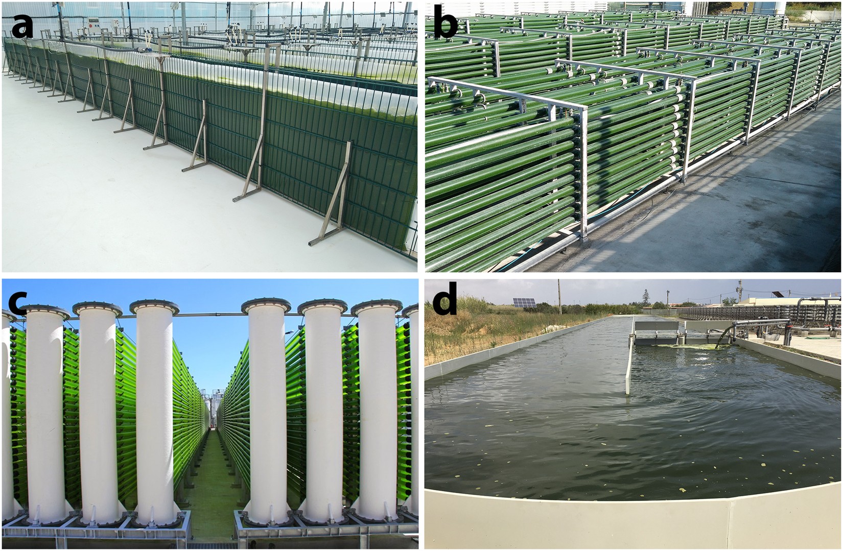 Scale-up and large-scale production of Tetraselmis sp. CTP4 (Chlorophyta)  for CO2 mitigation: from an agar plate to 100-m3 industrial  photobioreactors | Scientific Reports