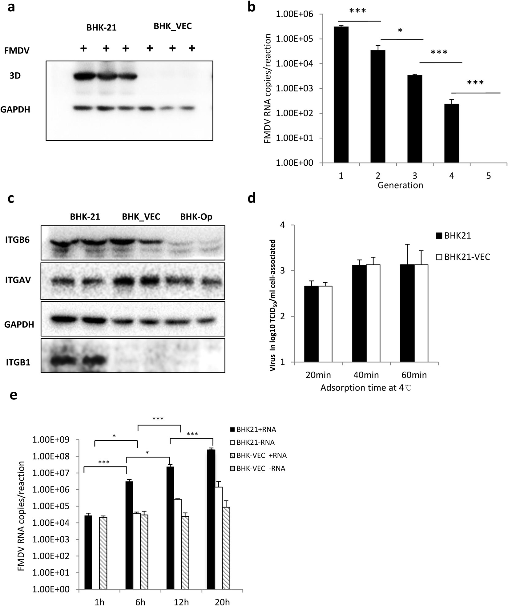 Cellular response to persistent foot-and-mouth disease virus infection is linked to specific types of alterations in the host cell transcriptome ...
