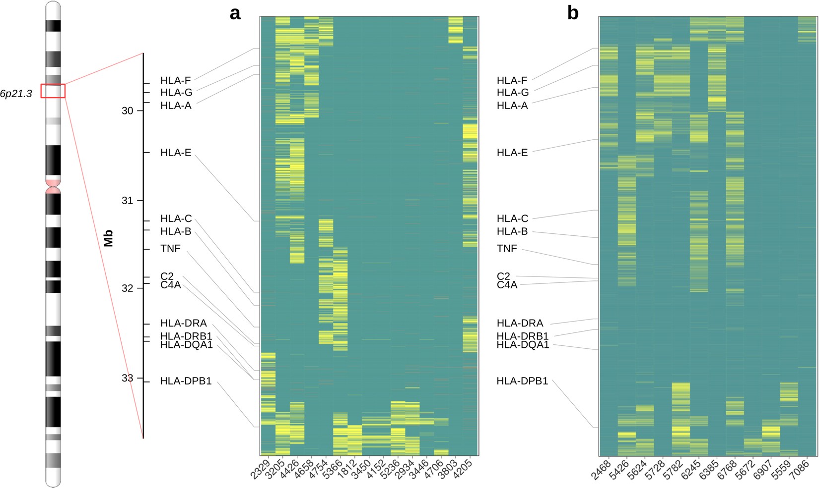 Hidden genomic MHC disparity between HLA-matched sibling pairs in hematopoietic stem cell transplantation | Scientific Reports