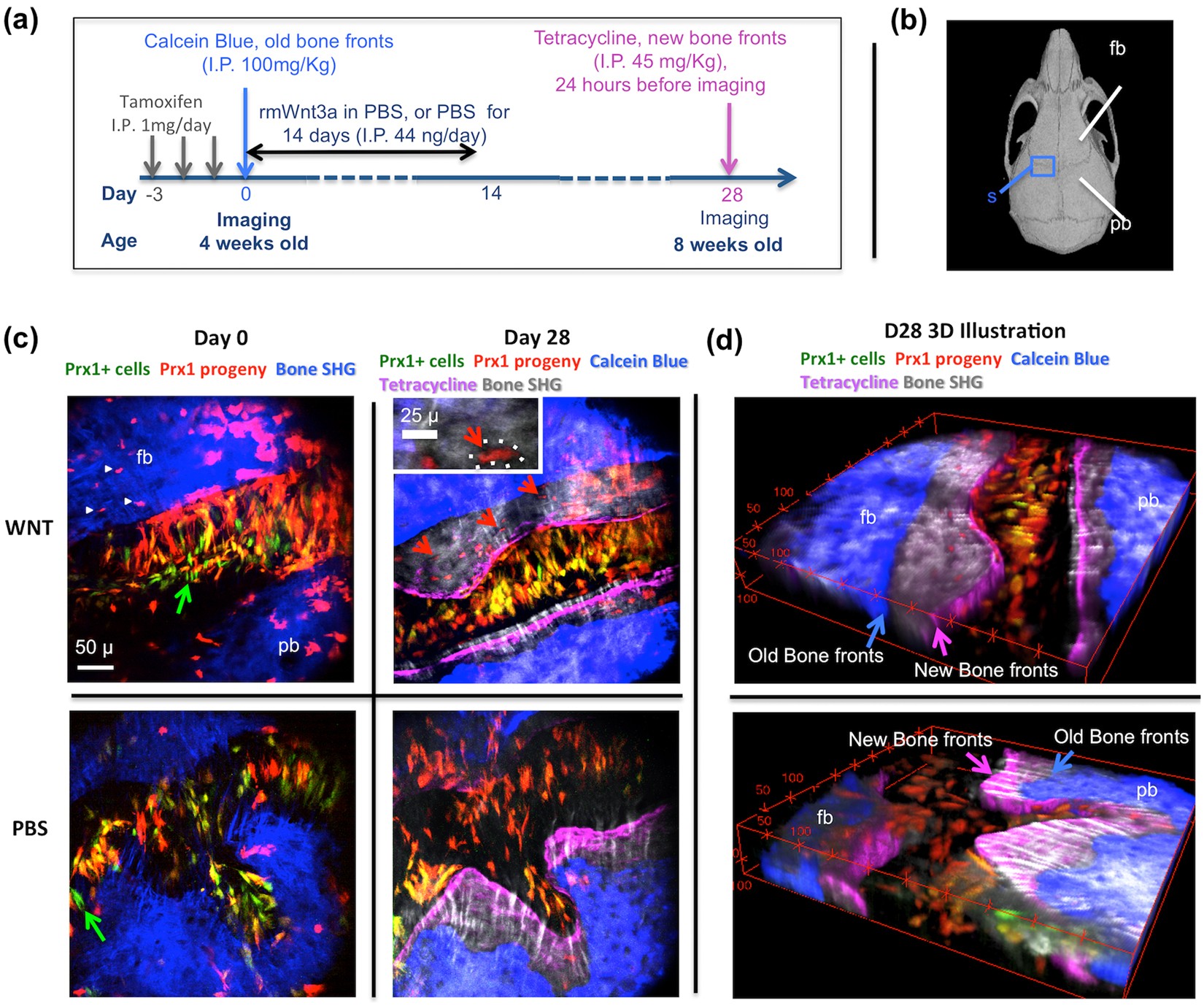In Vivo High-Resolution Bioimaging of Bone Marrow and Fracture