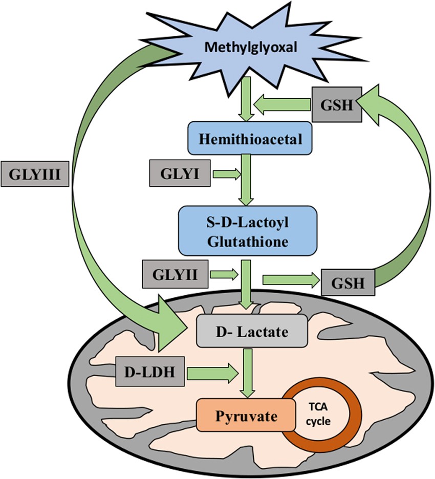 glutathione detoxification pathway Unbalanced Activation of Glutathione Metabolic Pathways Suggests Potential  Involvement in Plant Defense against the Gall Midge Mayetiola destructor in  Wheat