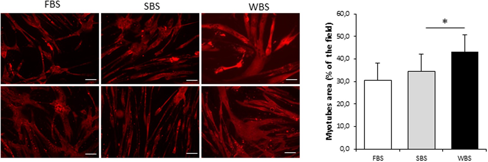 Proteolysis inhibition by hibernating bear serum leads to increased protein  content in human muscle cells | Scientific Reports