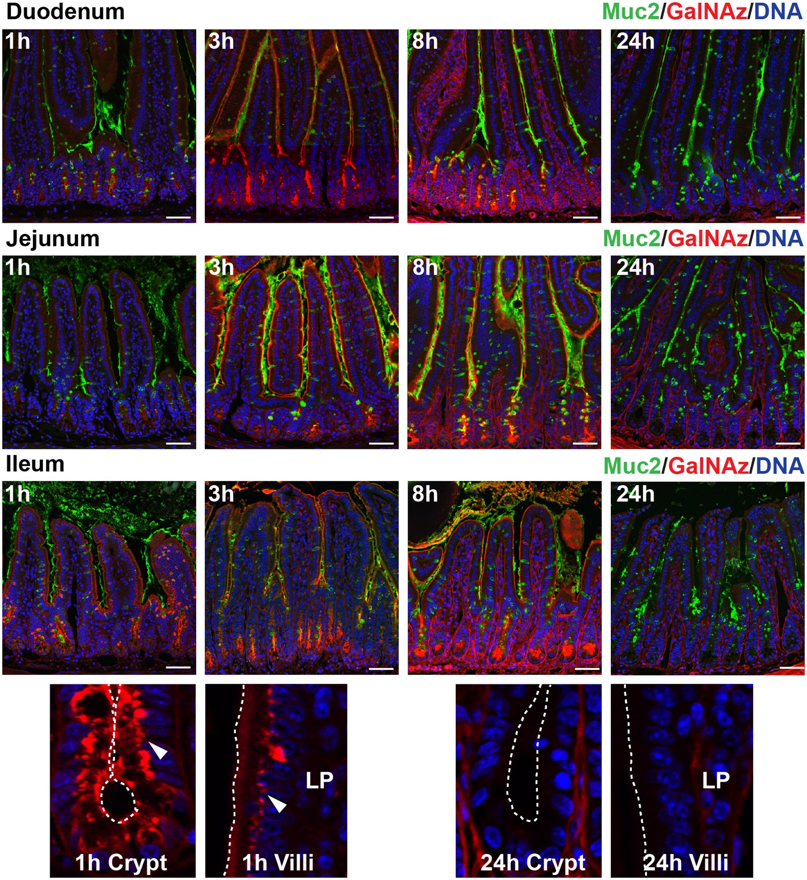 Study of mucin turnover in the small intestine by in vivo labeling |  Scientific Reports