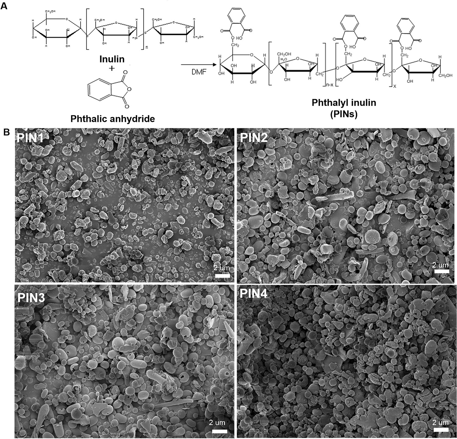 A new way of producing pediocin in Pediococcus acidilactici through  intracellular stimulation by internalized inulin nanoparticles