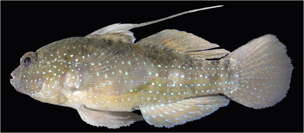 cryopreservation of fish spermatogonial