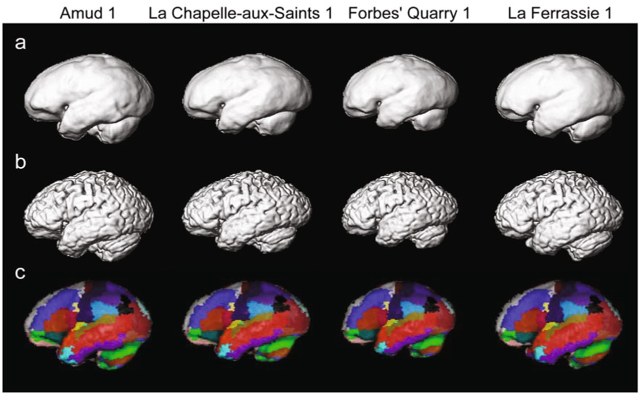 Reconstructing the Neanderthal brain using computational anatomy |  Scientific Reports