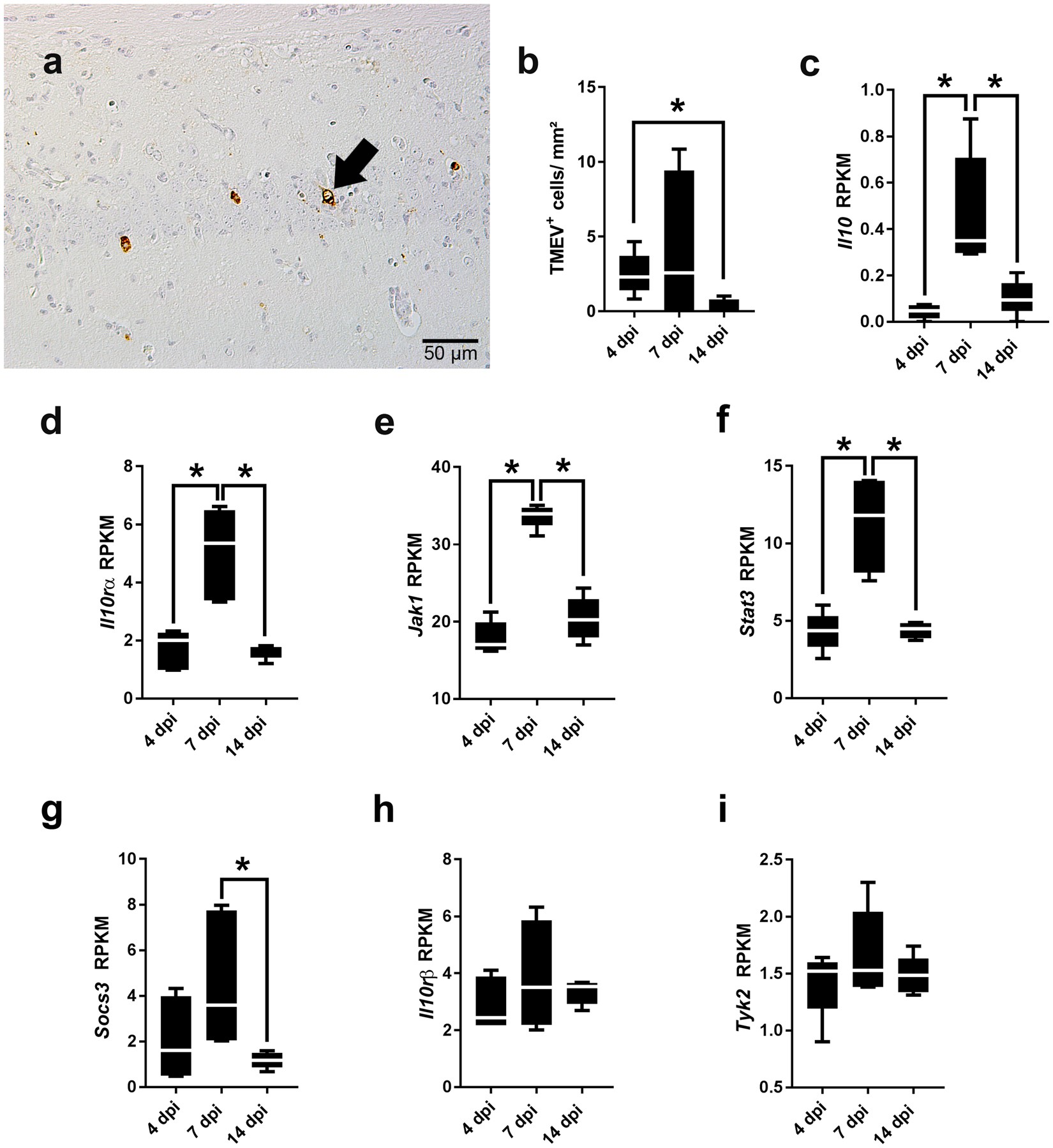 Intact interleukin-10 receptor signaling protects from hippocampal damage elicited by experimental neurotropic virus infection of SJL mice | Scientific ...