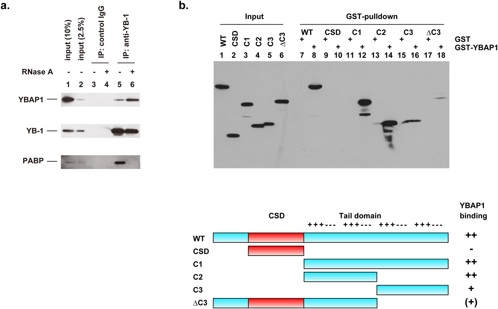 Y-box protein-associated acidic protein (YBAP1/C1QBP) affects the  localization and cytoplasmic functions of YB-1 | Scientific Reports