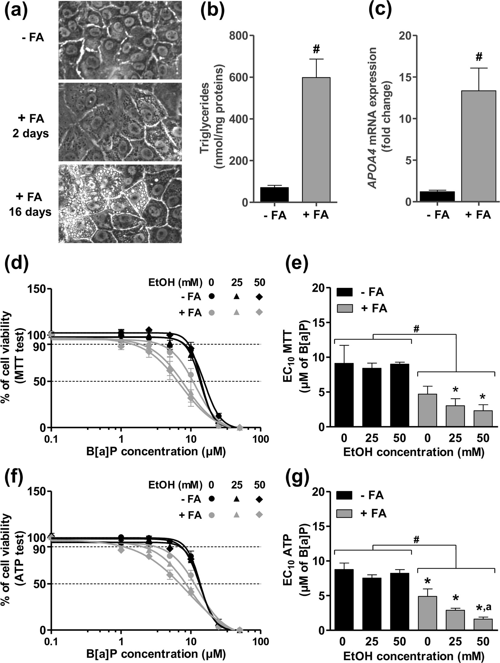 Co-exposure to benzo[a]pyrene and ethanol induces a pathological  progression of liver steatosis in vitro and in vivo | Scientific Reports