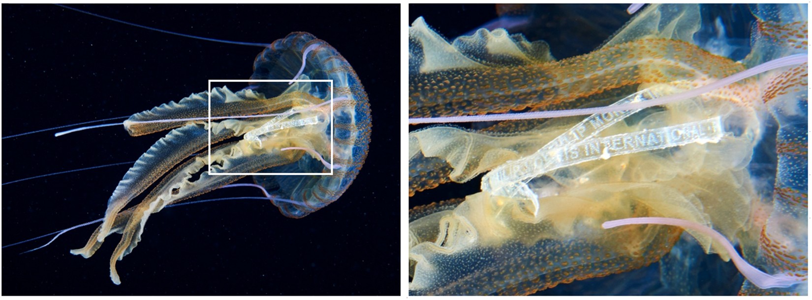 Episodic records of jellyfish ingestion of plastic items reveal a novel  pathway for trophic transference of marine litter | Scientific Reports