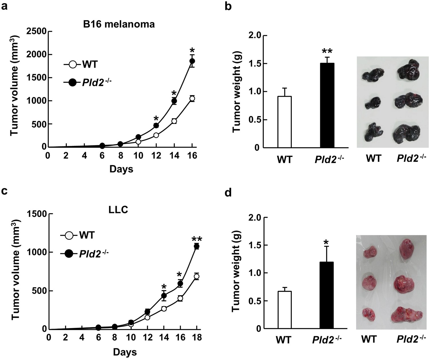 Physiological function of phospholipase D2 in anti-tumor immunity:  regulation of CD8+ T lymphocyte proliferation | Scientific Reports