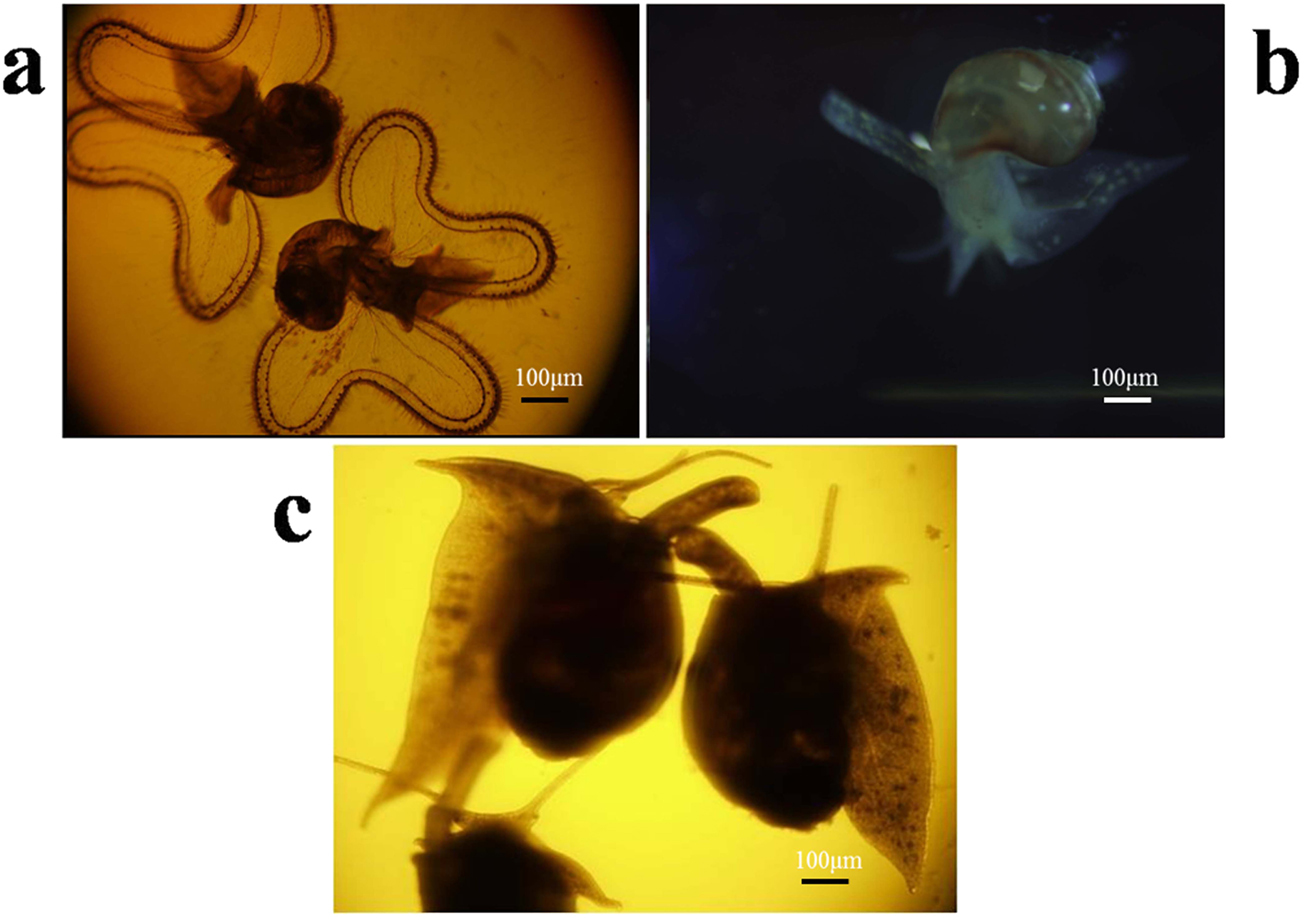 Proteomics Studies On The Three Larval Stages Of Development And Metamorphosis Of Babylonia Areolata Scientific Reports