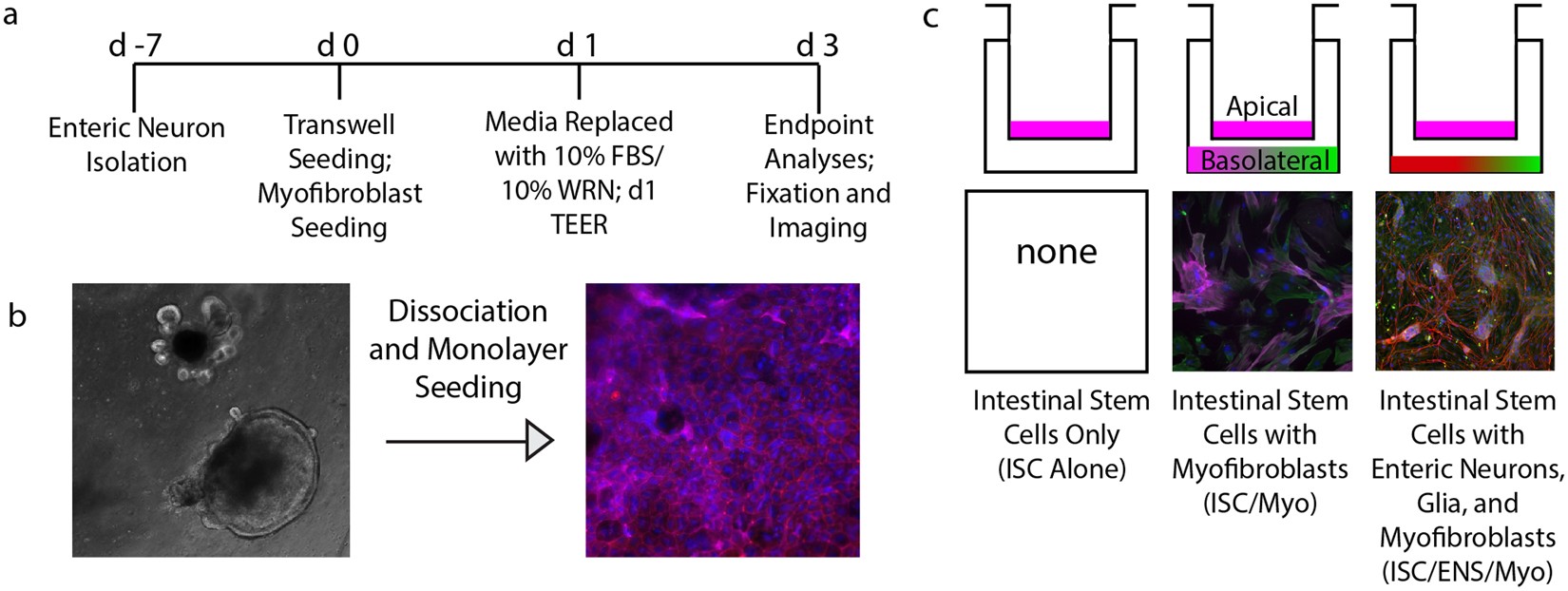 Enteric Nervous System Regulation of Intestinal Stem Cell Differentiation  and Epithelial Monolayer Function | Scientific Reports