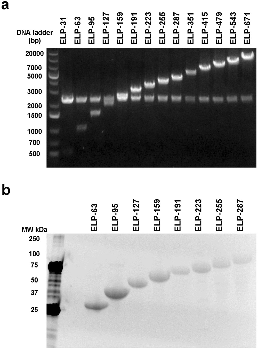 Molecular Size Modulates Pharmacokinetics, Biodistribution, and Renal  Deposition of the Drug Delivery Biopolymer Elastin-like Polypeptide |  Scientific Reports