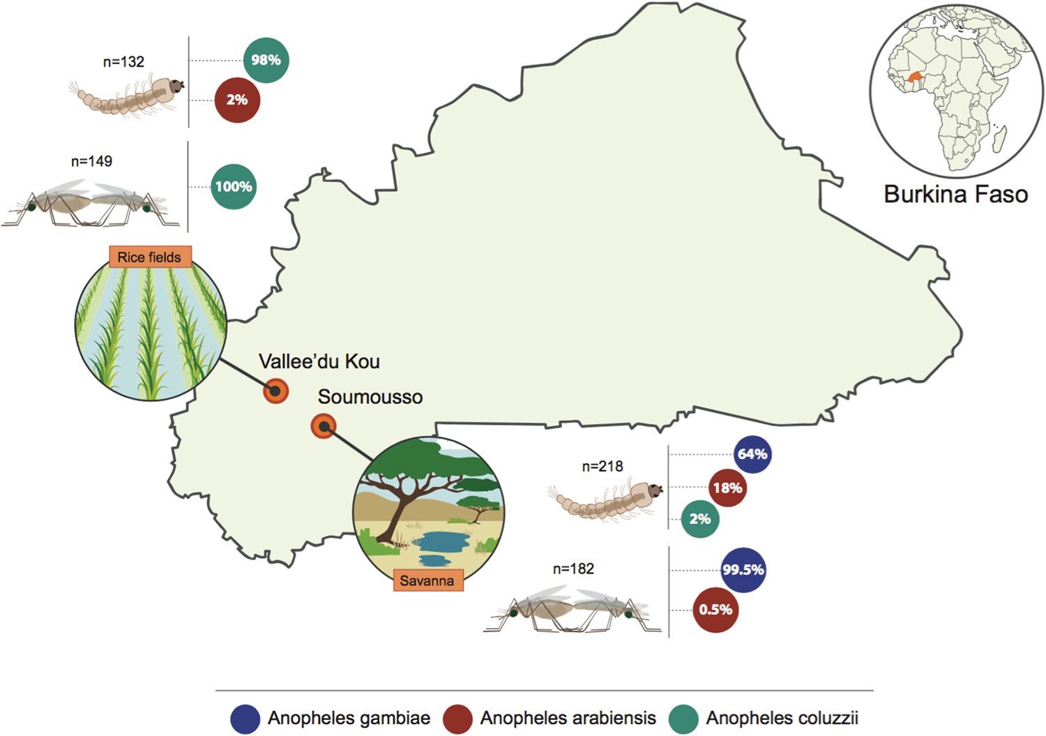 Analysis of natural female post-mating responses of Anopheles gambiae and Anopheles coluzzii unravels similarities and differences in their reproductive ecology Scientific Reports picture