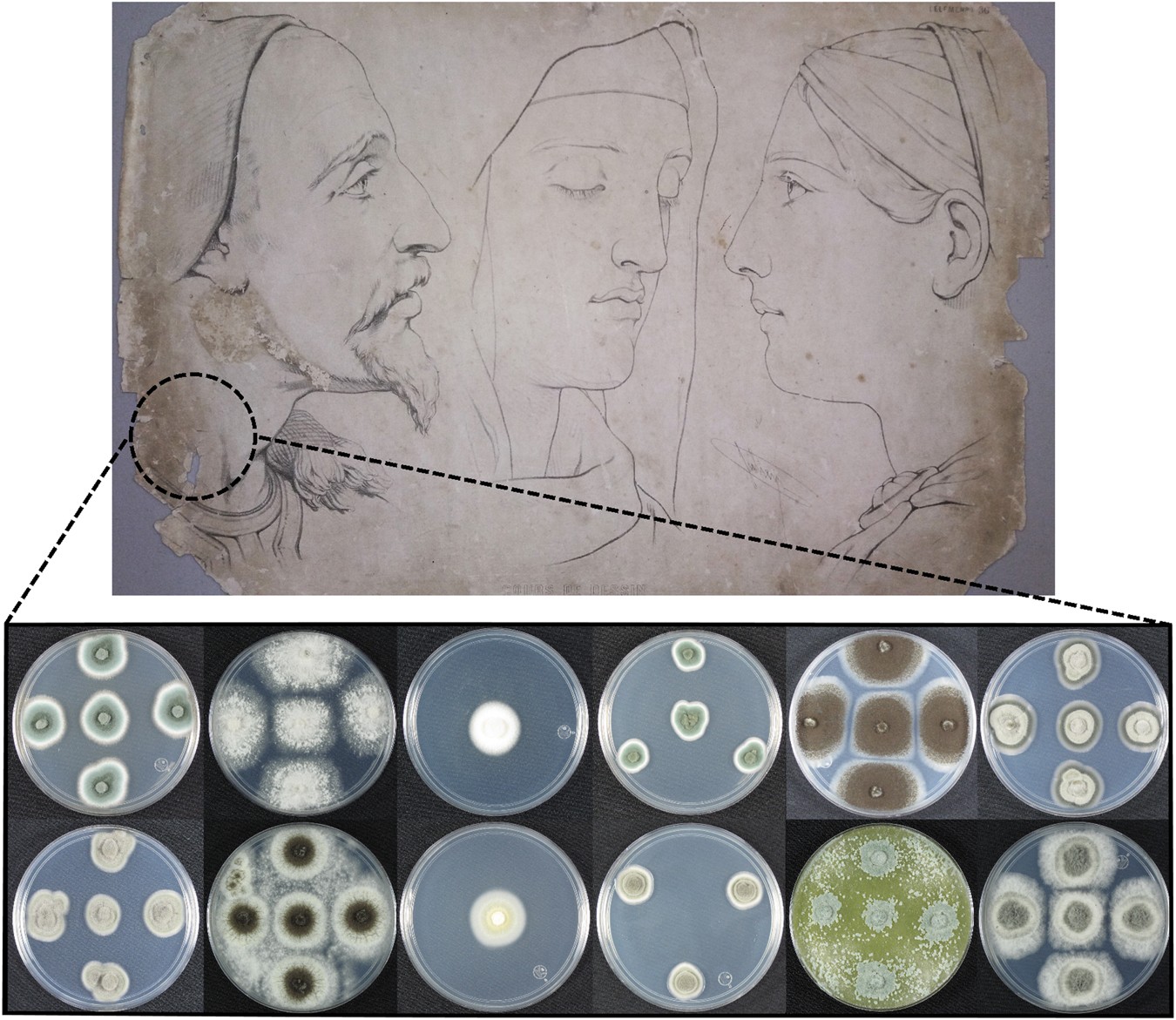 Two new cellulolytic fungal species isolated from a 19th-century art  collection | Scientific Reports