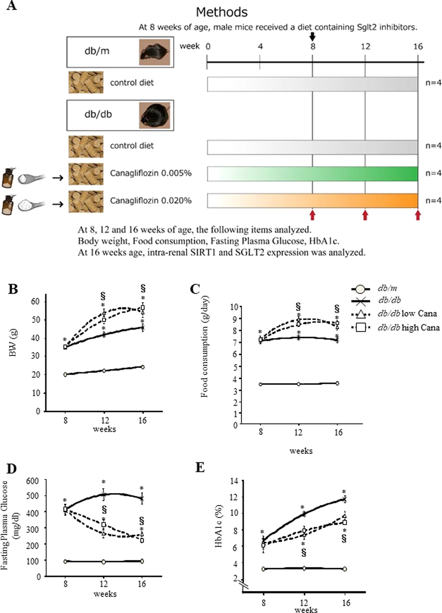 High Basolateral Glucose Increases Sodium Glucose Cotransporter 2 And Reduces Sirtuin 1 In Renal Tubules Through Glucose Transporter 2 Detection Scientific Reports