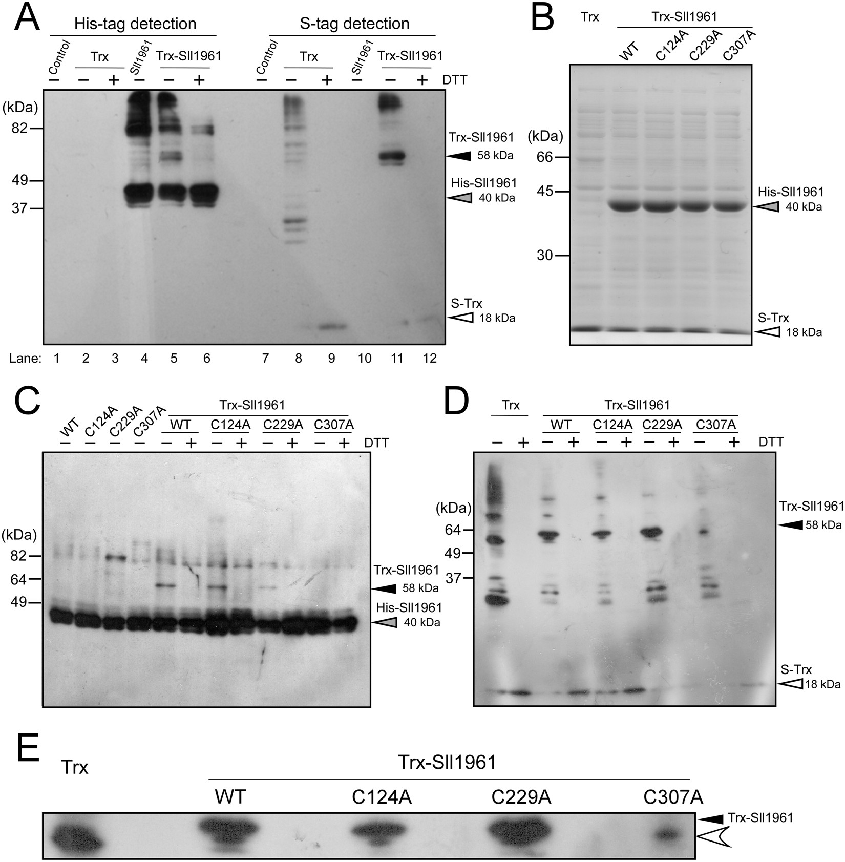 Interaction of the GntR-family transcription factor Sll1961 with thioredoxin  in the cyanobacterium Synechocystis sp. PCC 6803 | Scientific Reports