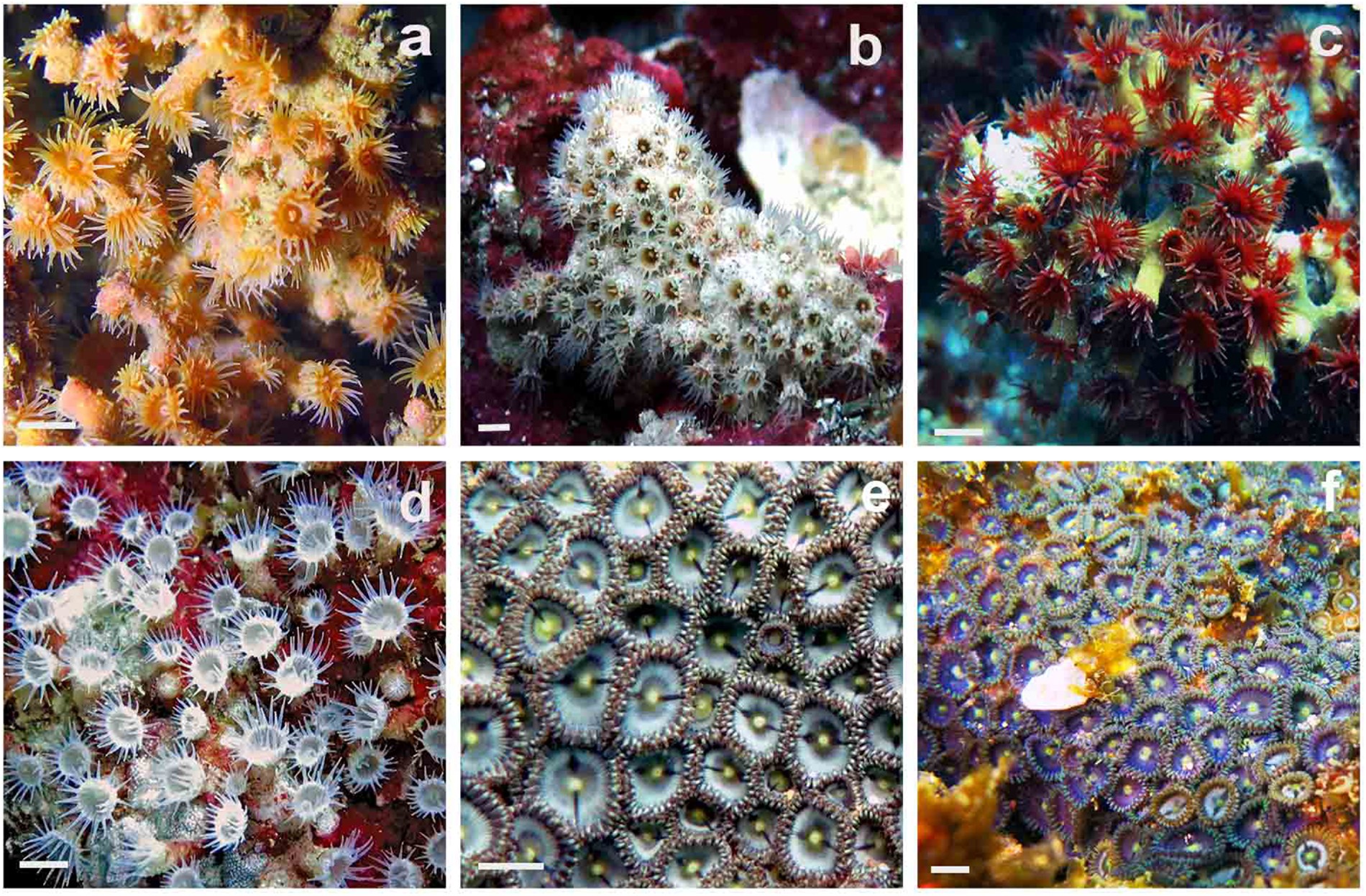 brusca and brusca invertebrates pdf writer brusca and brusca invertebrates pdf writer