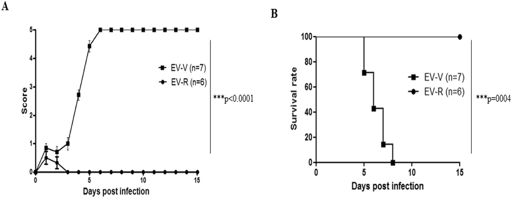 Mutations In Vp1 And 5 Utr Affect Enterovirus 71 Virulence Mutations In Vp1 And 5 Utr Affect Enterovirus 71 Virulence Scientific Reports